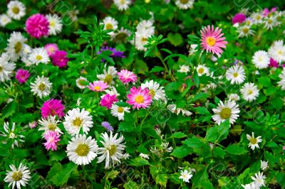 Field of flowers Field of flowers