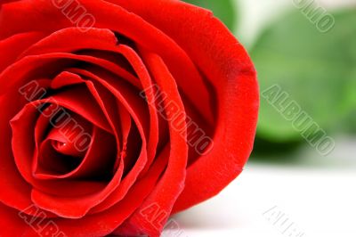 Red rose Red rose