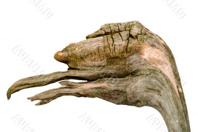 snag in form head of dinosaur