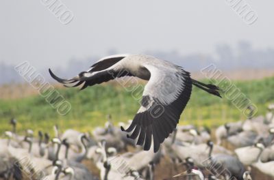 Migrate of birds