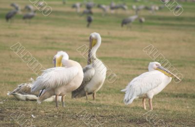 Migrating pelicanes