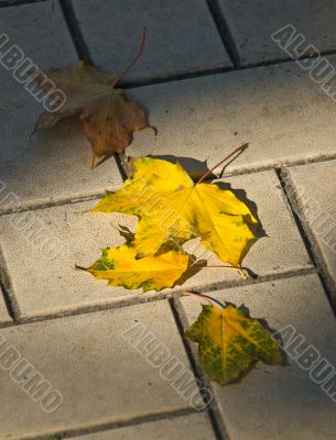 Autumn maple leaves