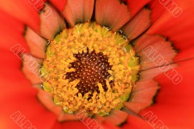 Red flower Red flower