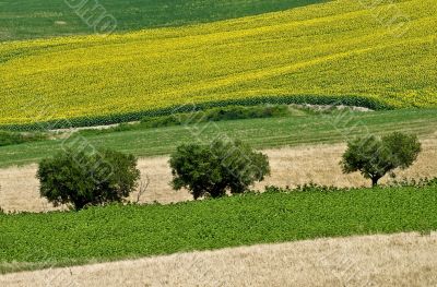 Landscape of the Marche region at summer