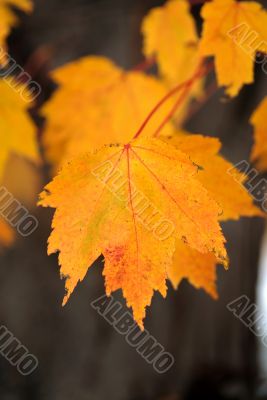 Fall Foliage Fall Foliage