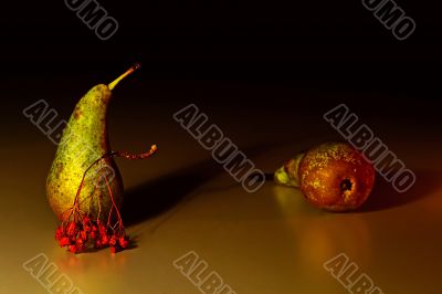 Two pears and the ashberry twig Two pears and the ashberry twig