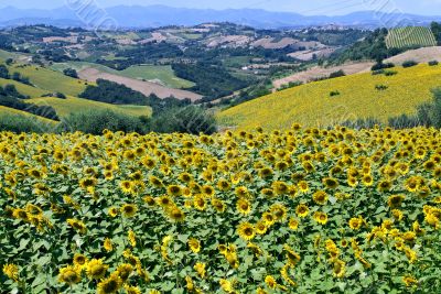 Marche - Landscape Marche - Landscape