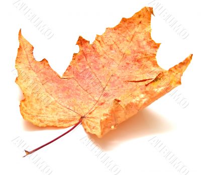 Autumn maple leaf