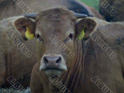 Brown Limousin Cow