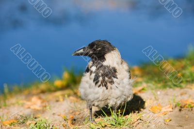 crow on the bank