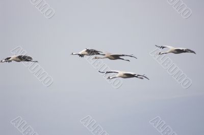 Migrate of birds