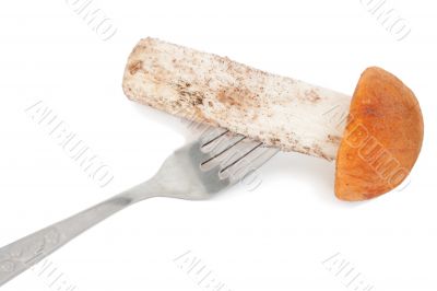 mushrooms mushrooms