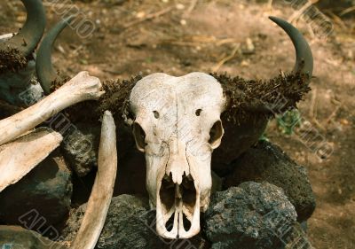 Buffalo Skull