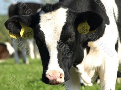 black and white Holstein calf