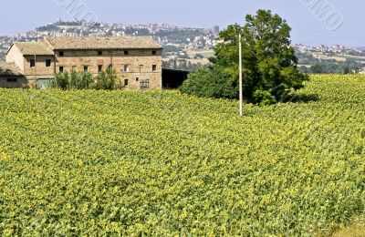 Old farmhouse and panorama of Osimo Old farmhouse and panorama of Osimo