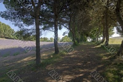 Conero (Marche, Italy) - Lavender and pines