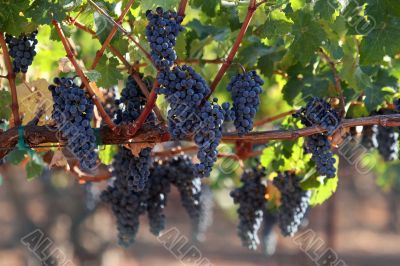 Grapes on a vine