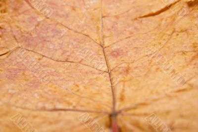 Autumn maple leaf