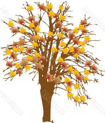 Autumnal tree