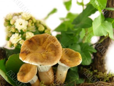 mushroom very close