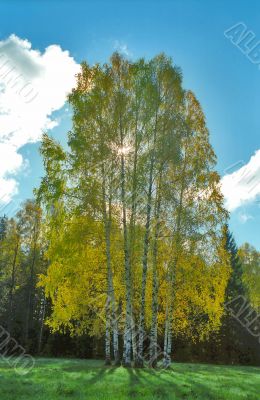 Autumn birches against Sun