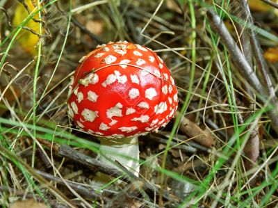 Fly agaric in autumn forest