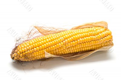 harvested corn 2 harvested corn 2