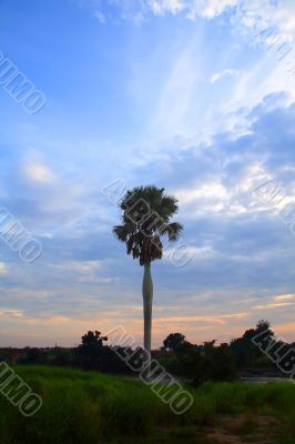 Alone Palm Tree