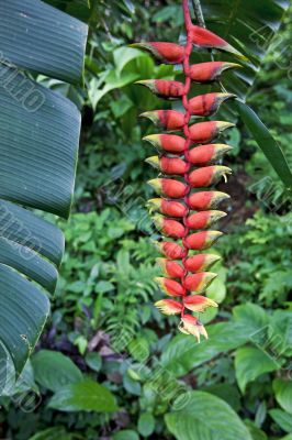 red plant in the rain forest