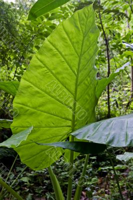 Leaf from the rain forest