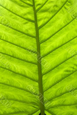 Leaf from the rain forest