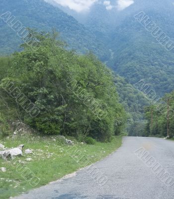 forest on hilly district