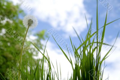 grass grass