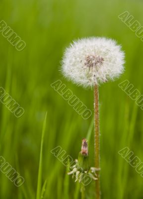 dandelion