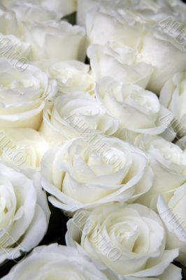 white-yellow roses