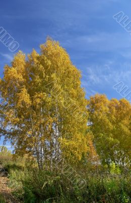 The dark blue sky and yellow trees in the autumn