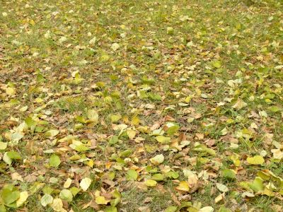 In the autumn yellow leaves fall on a lawn