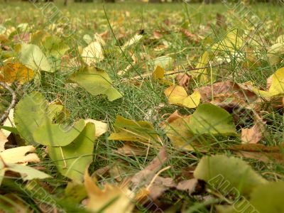 In the autumn yellow leaves fall on a lawn