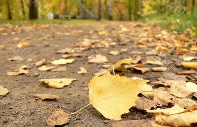 Footpath filled up by yellow leaves