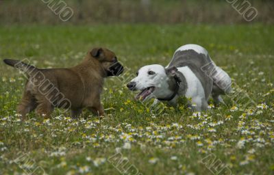 greyhound and puppy sheepdog