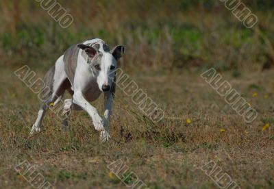 running whippet