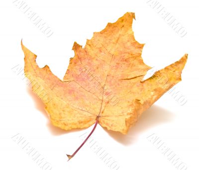 Autumn maple leaf