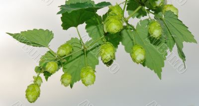 Hop branch