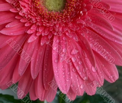 Wet Pink flower