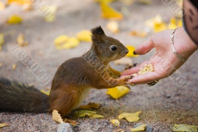 squirrel and hand