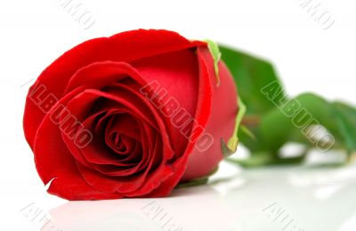 Red rose 2 Red rose 2