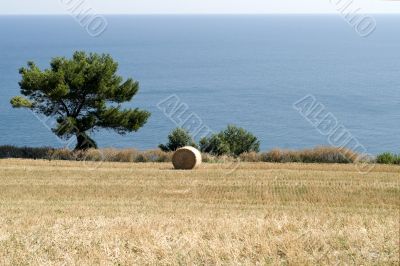 Conero - Cultivated coast