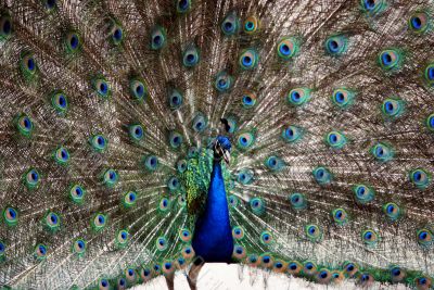 Peacock