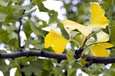 Ginkgo biloba leaf.