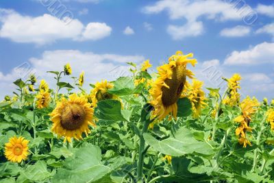 amazing sunflower and blue sky background